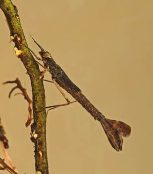 Hetaerina titia, nymph